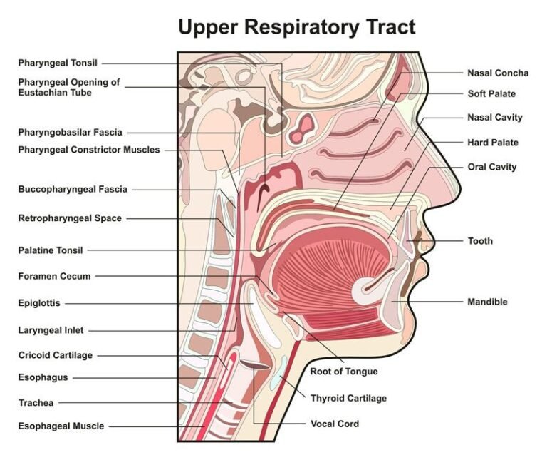 Upper Respiratory Tract Infections: A Comprehensive Guide