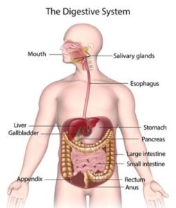 Digestive system labelled